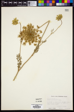 Daucus carota f. epurpuratus image