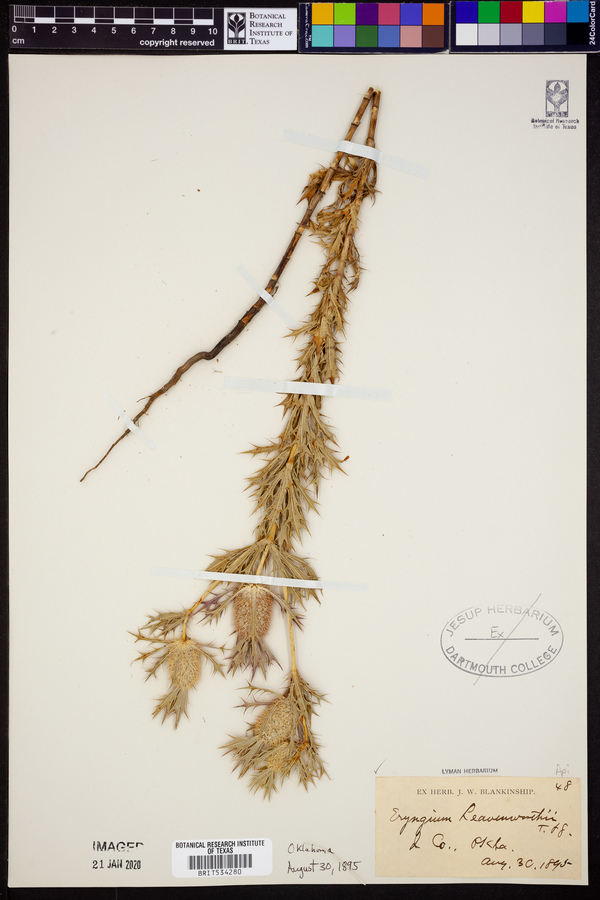 Eryngium leavenworthii image