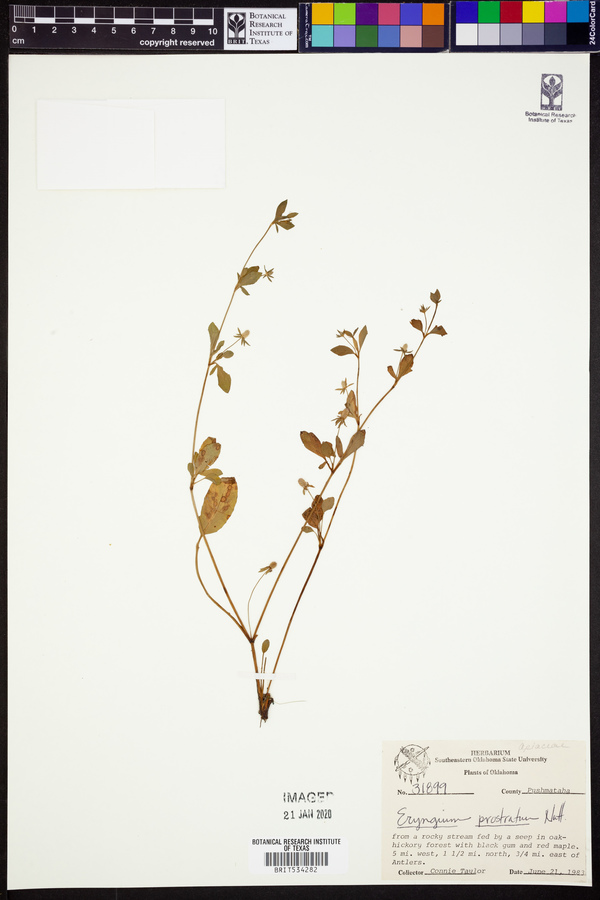 Eryngium prostratum image