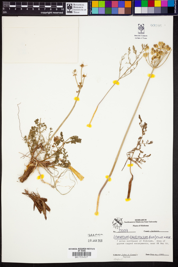 Lomatium daucifolium image
