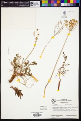 Lomatium daucifolium image