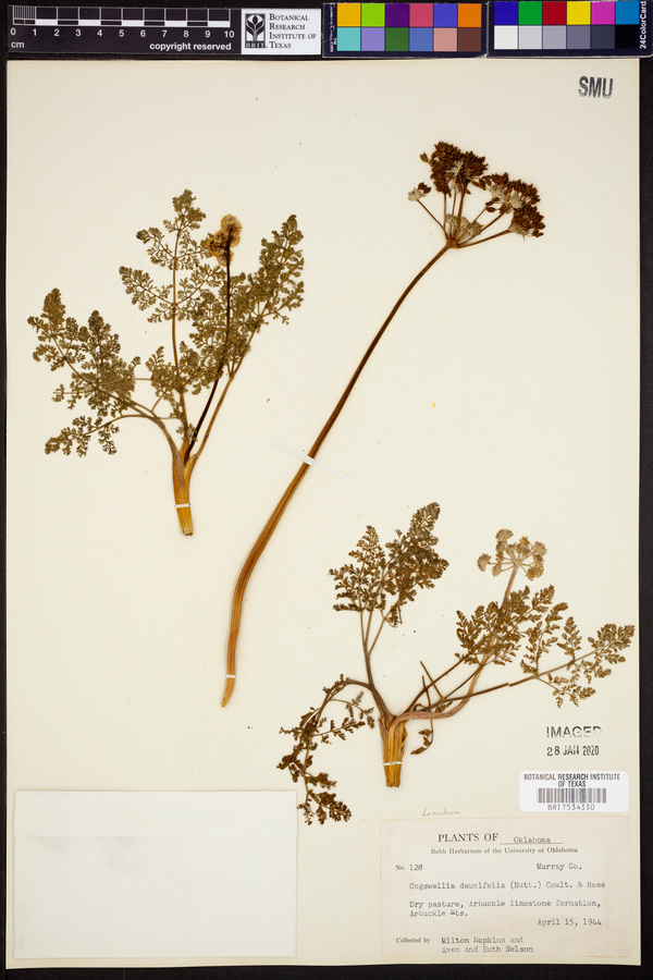 Cogswellia daucifolia image