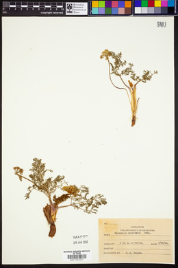 Cogswellia daucifolia image