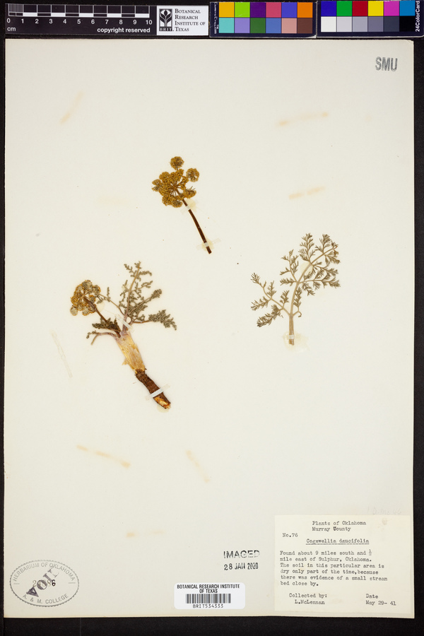 Cogswellia daucifolia image