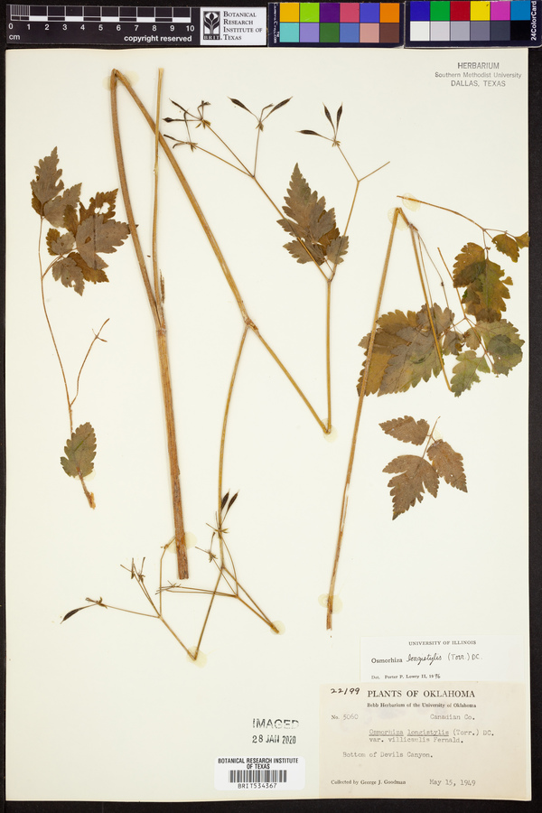 Osmorhiza longistylis image