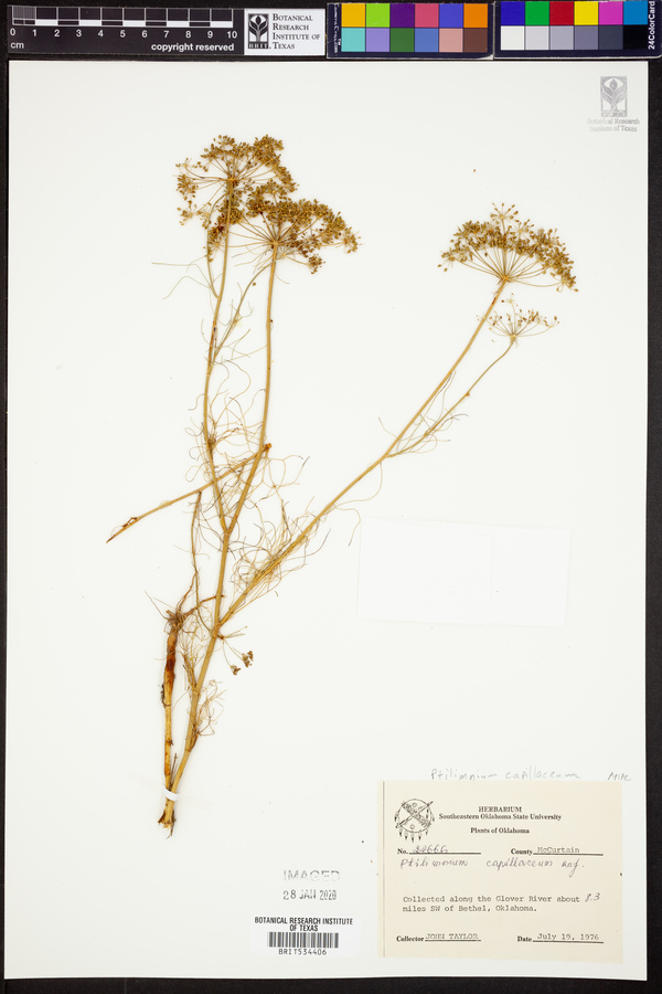 Ptilimnium capillaceum image