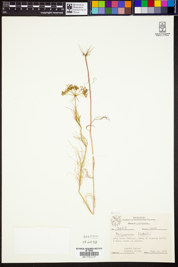 Ptilimnium nuttallii image