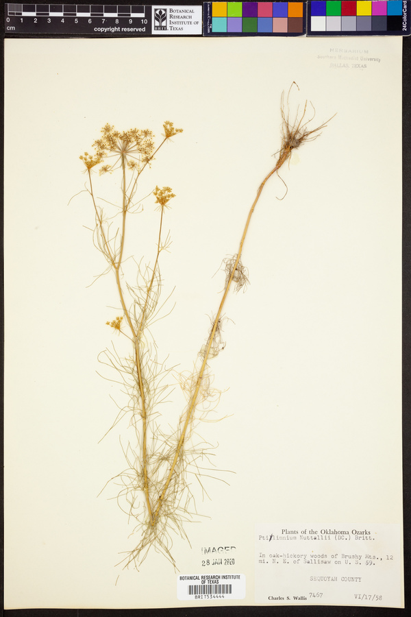 Ptilimnium image