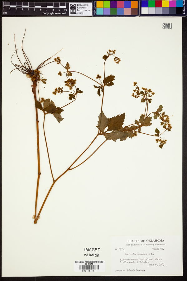 Sanicula canadensis image