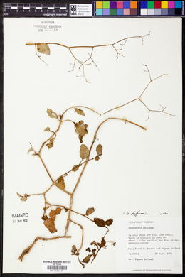 Boerhavia diffusa image