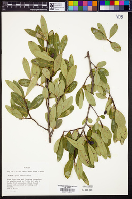 Nyssa ursina image