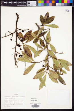 Nyssa ursina image