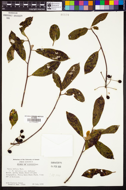 Nyssa biflora image