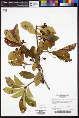 Nyssa biflora image