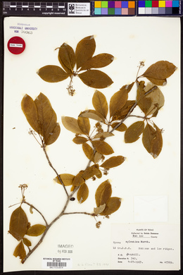 Nyssa biflora image