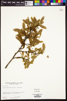 Nyssa ursina image