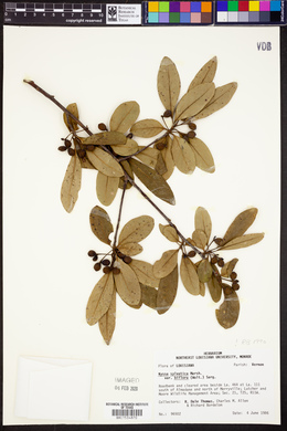 Nyssa sylvatica var. biflora image
