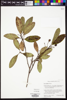 Nyssa biflora image
