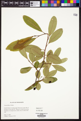 Nyssa biflora image