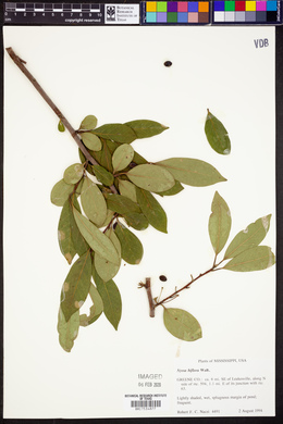 Nyssa biflora image