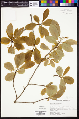 Nyssa biflora image