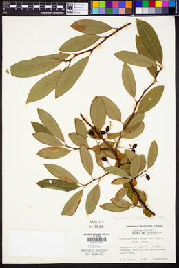 Nyssa biflora image