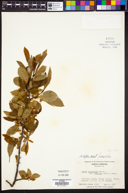 Nyssa biflora image