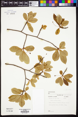 Nyssa biflora image