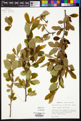 Nyssa biflora image