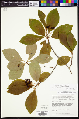 Nyssa biflora image