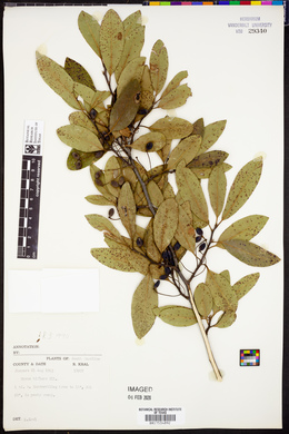 Nyssa biflora image