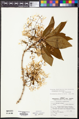 Chionanthus virginicus image