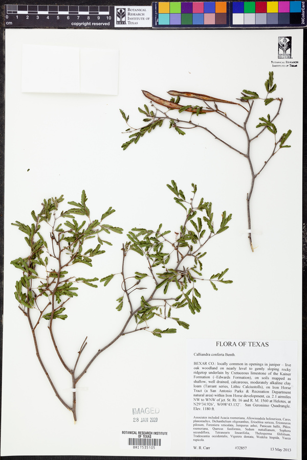 Calliandra conferta image