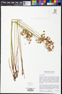 Cyperus haspan image