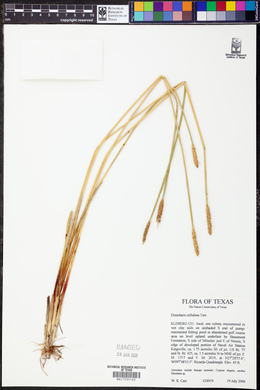 Eleocharis cellulosa image