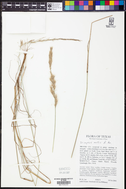 Triraphis mollis image
