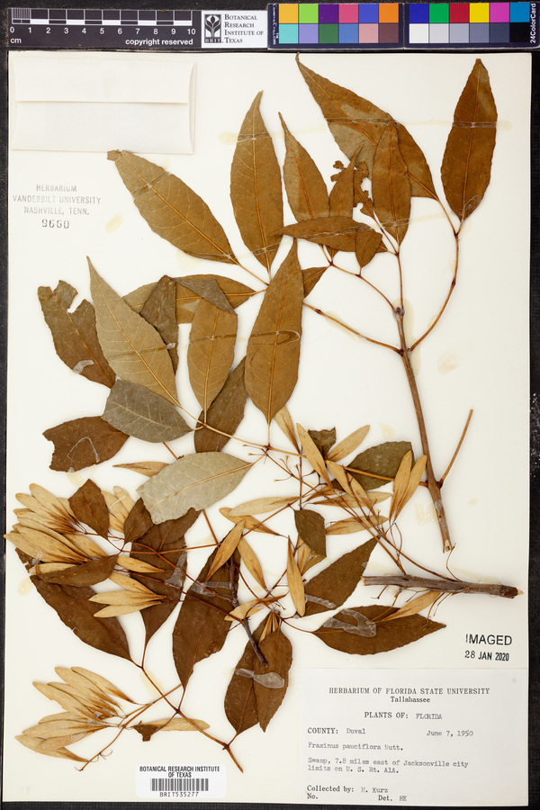 Fraxinus pauciflora image