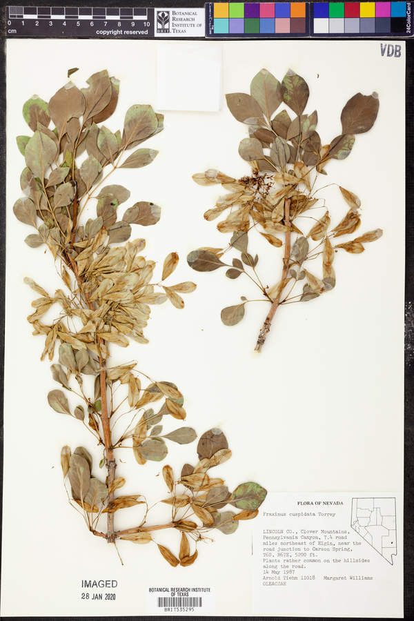 Consortium of midwest herbaria occurrence profile