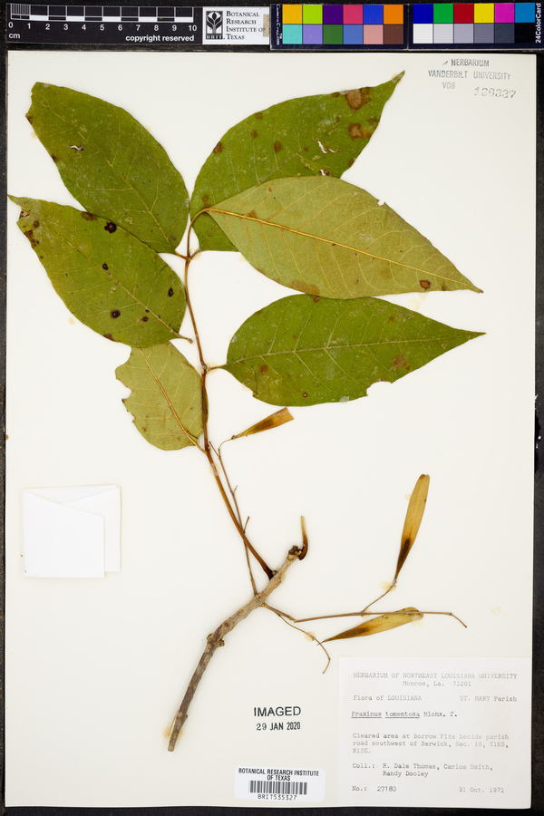 Fraxinus tomentosa image