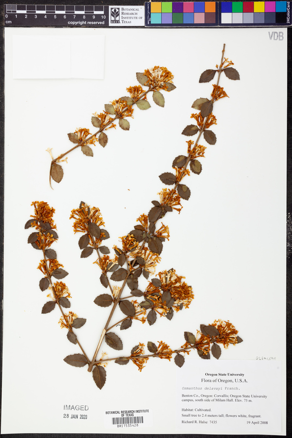 Osmanthus delavayi image