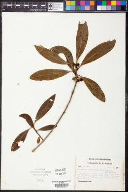 Osmanthus americanus image