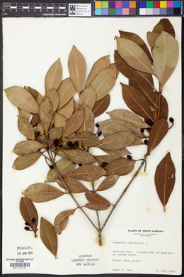 Osmanthus americanus image