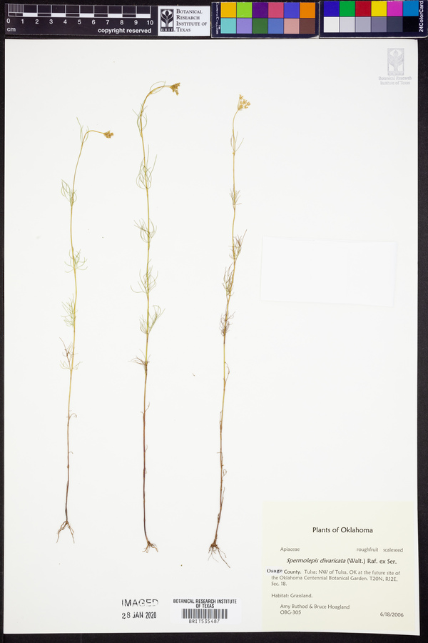 Spermolepis divaricata image