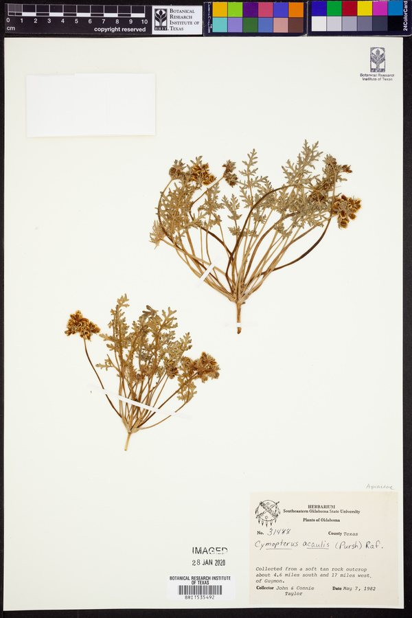 Cymopterus glomeratus image