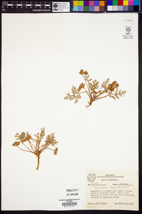 Cymopterus glomeratus image