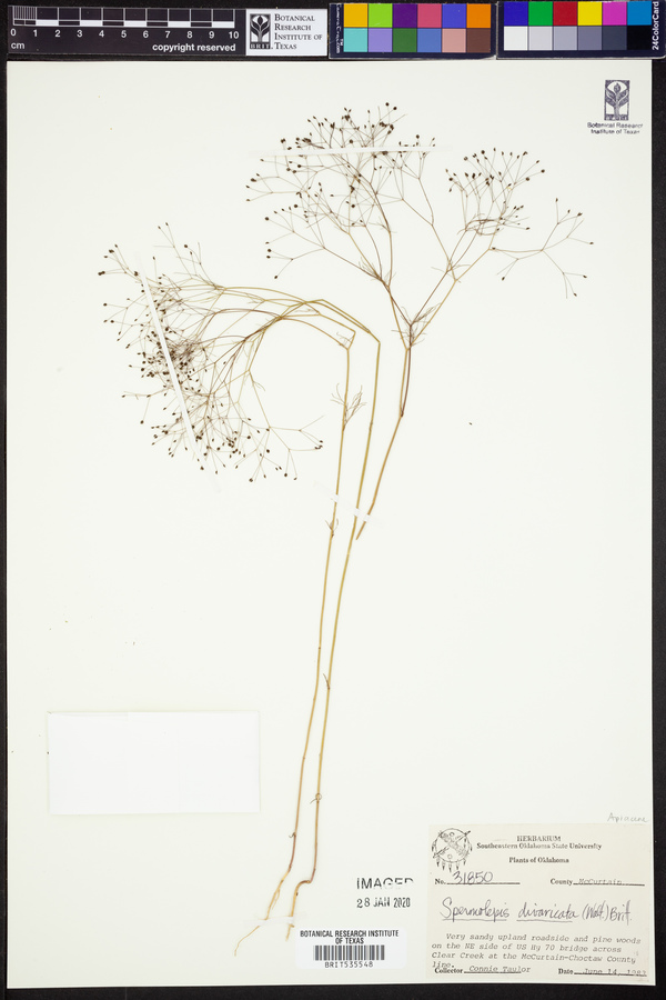 Spermolepis divaricata image