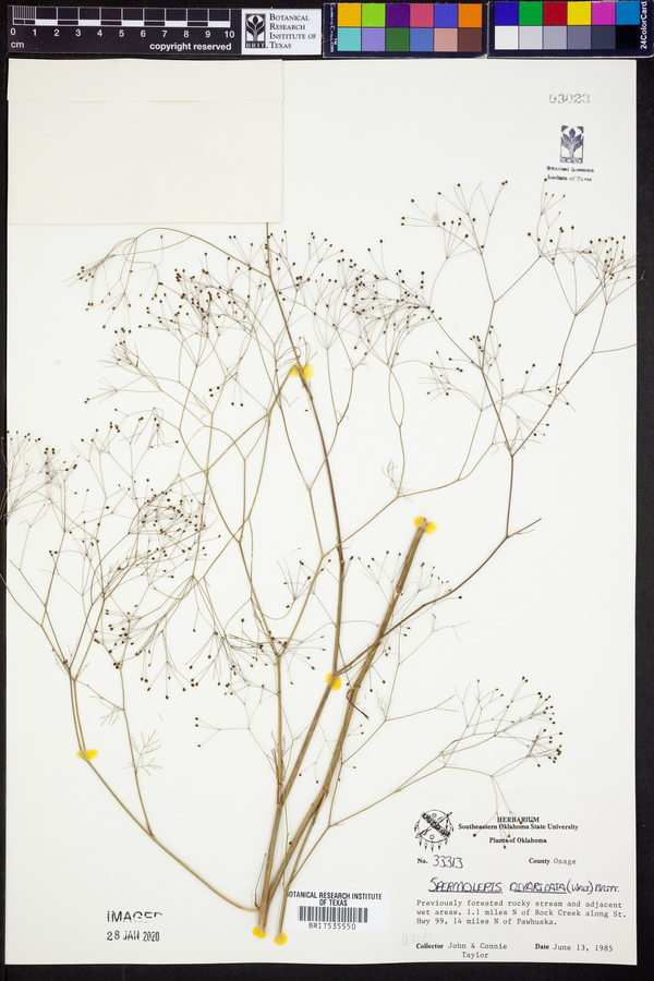 Spermolepis divaricata image