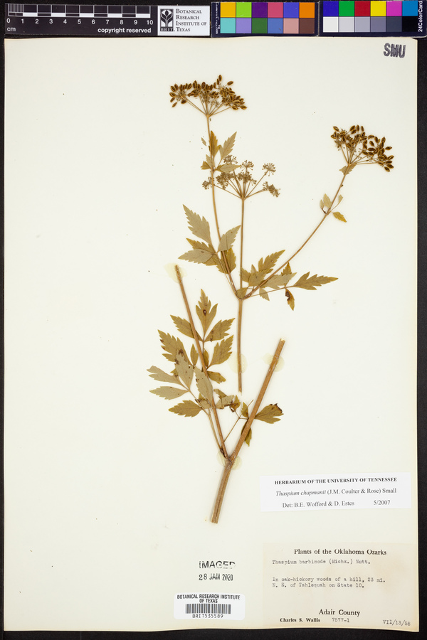 Thaspium chapmanii image