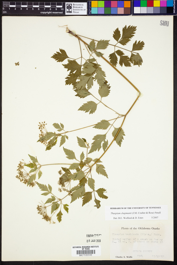 Thaspium chapmanii image
