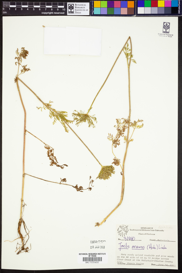 Torilis arvensis image